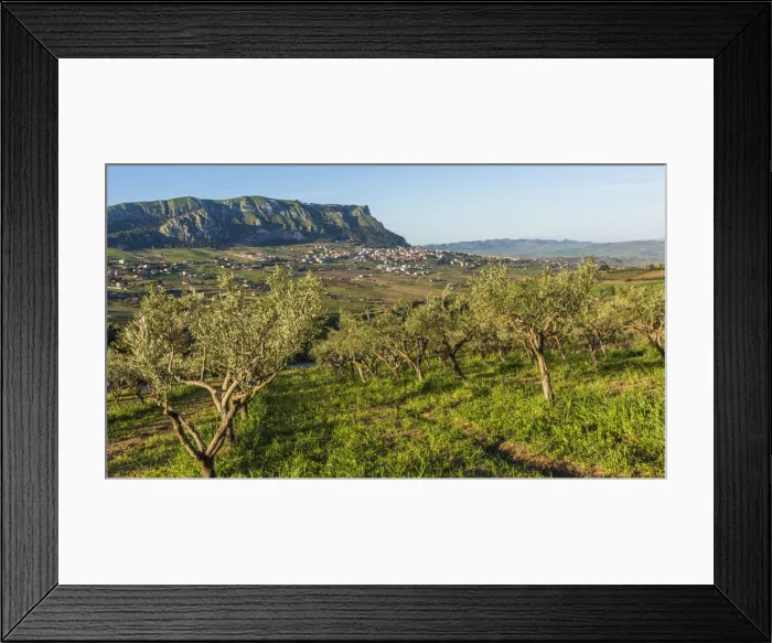 Framed Print : europe, Italy, Sicily. The landscape of Monte Jato, surrounded by olive groves Framed Print : europe, Italy, Sicily. The landscape of Monte Jato, surrounded by olive groves