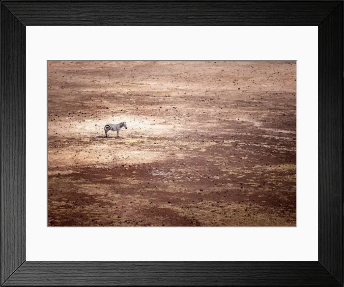Framed Print : Zebra, Amboseli National Park, Kenya Framed Print : Zebra, Amboseli National Park, Kenya