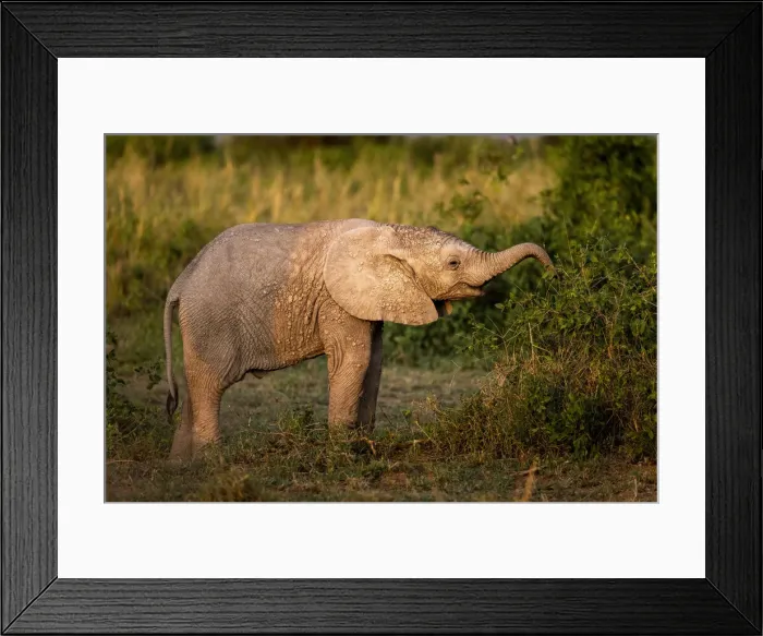 Framed Print : Elephant Calf, Amboseli National Park, Kenya Framed Print : Elephant Calf, Amboseli National Park, Kenya