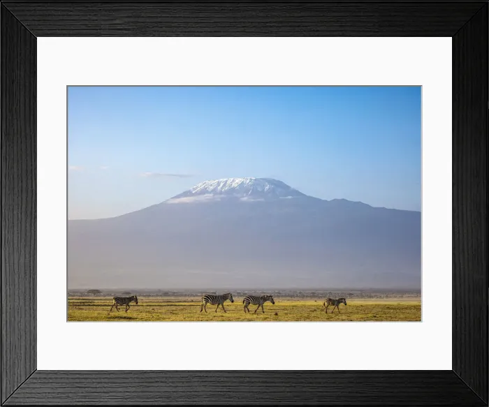 Framed Print : Zebra with Mount Kilimanjaro, Amboseli National Park, Kenya Framed Print : Zebra with Mount Kilimanjaro, Amboseli National Park, Kenya