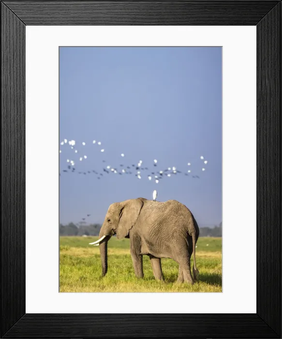 Framed Print : Elephant, Amboseli National Park, Kenya Framed Print : Elephant, Amboseli National Park, Kenya