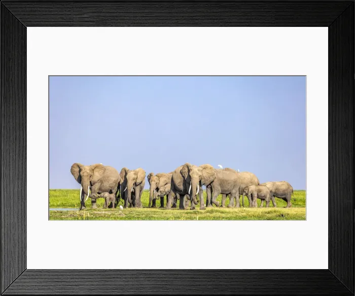 Framed Print : Elephant herd, Amboseli National Park, Kenya Framed Print : Elephant herd, Amboseli National Park, Kenya