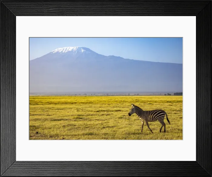 Framed Print : Zebra with Mount Kilimanjaro, Amboseli National Park, Kenya Framed Print : Zebra with Mount Kilimanjaro, Amboseli National Park, Kenya