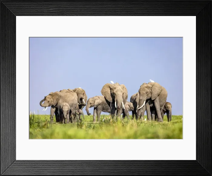 Framed Print : Elephant herd, Amboseli National Park, Kenya Framed Print : Elephant herd, Amboseli National Park, Kenya