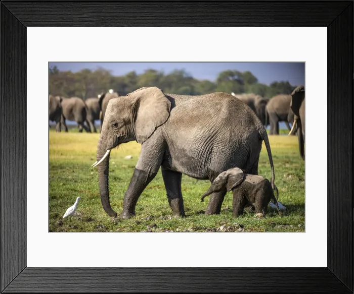 Framed Print : Elephant Mother and Calf, Amboseli National Park, Kenya