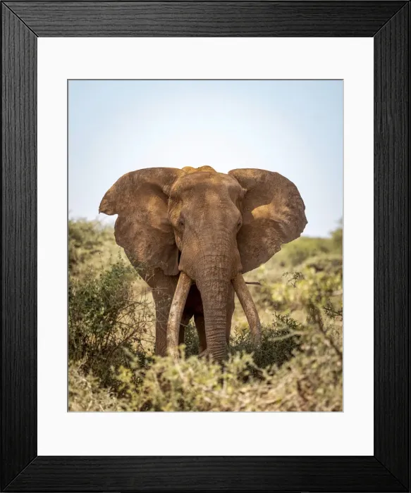 Framed Print : Elephant Tusker, Amboseli Region, Kenya Framed Print : Elephant Tusker, Amboseli Region, Kenya