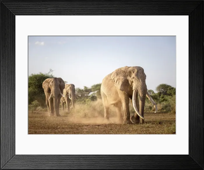 Framed Print : Elephant Tusker, Amboseli Region, Kenya