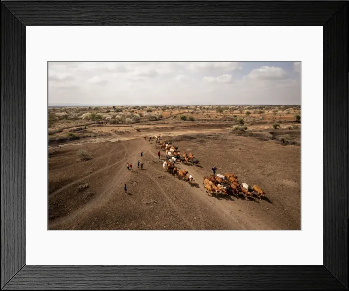 Framed Print : Masaai Cattle and herders, Amboseli Region, Kenya