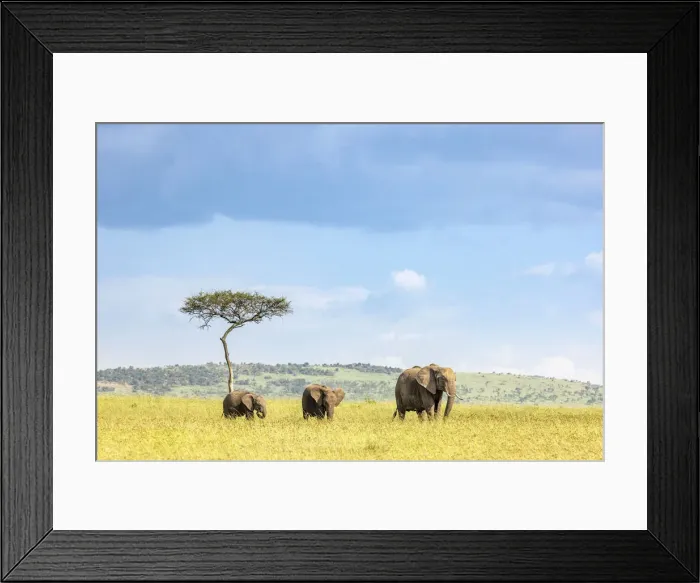 Framed Print : Elephant herd, Masaai Mara, Kenya Framed Print : Elephant herd, Masaai Mara, Kenya