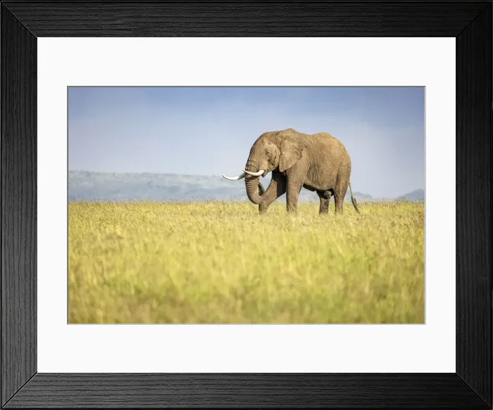 Framed Print : Elephant, Masaai Mara, Kenya Framed Print : Elephant, Masaai Mara, Kenya