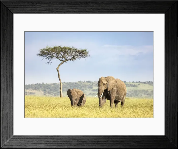 Framed Print : Elephant Mother and Calf, Masaai Mara, Kenya Framed Print : Elephant Mother and Calf, Masaai Mara, Kenya