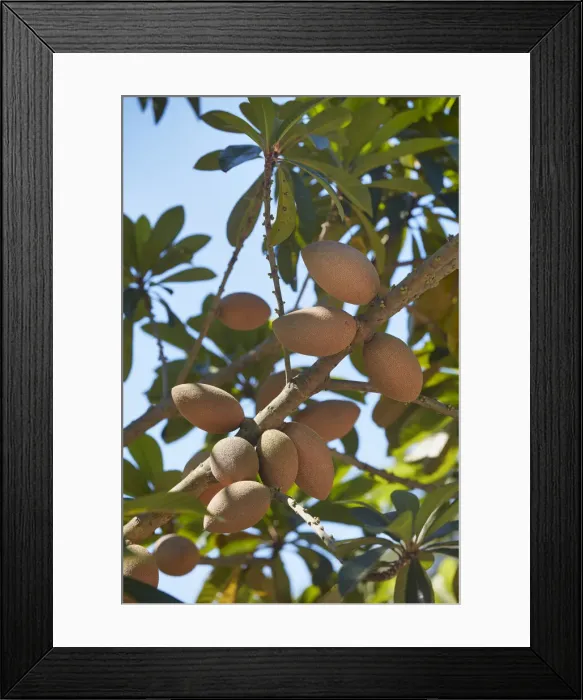 Framed Print : A Mamey tree (Pouteria Sapota or Mamey Sapote) at the Hacienda Mucuyche, Merida, Yucatan, Mexico. Remains of an 18th century hacienda and plantation, with vegetation trails and cenotes Framed Print : A Mamey tree (Pouteria Sapota or Mamey Sapote) at the Hacienda Mucuyche, Merida, Yucatan, Mexico. Remains of an 18th century hacienda and plantation, with vegetation trails and cenotes