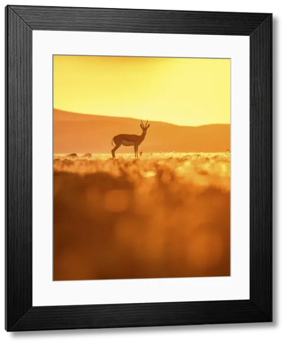 Framed Print : Springbok, Damaraland, Namibia Framed Print : Springbok, Damaraland, Namibia
