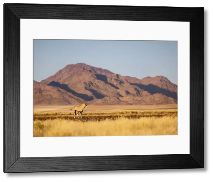 Framed Print : Oryx, Sossusvlei, Naukluft National Park, Namibia Framed Print : Oryx, Sossusvlei, Naukluft National Park, Namibia
