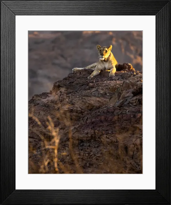 Framed Print : Desert Lion, Skeleton Coast National Park, Namibia Framed Print : Desert Lion, Skeleton Coast National Park, Namibia