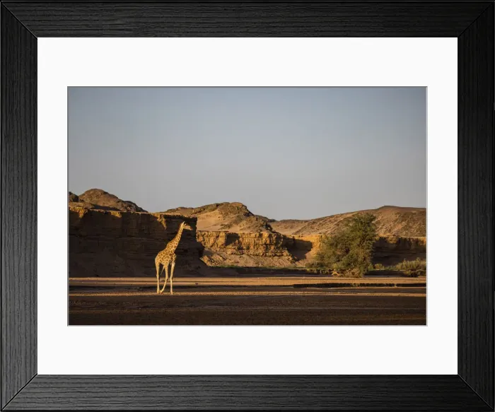Framed Print : Giraffe, Skeleton Coast National Park, Namibia Framed Print : Giraffe, Skeleton Coast National Park, Namibia