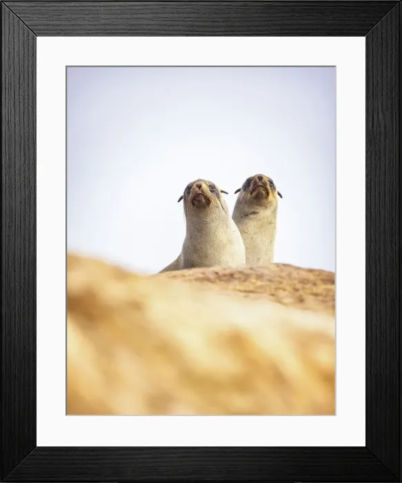 Framed Print : Cape Fur Seals, Skeleton Coast National Park, Namibia Framed Print : Cape Fur Seals, Skeleton Coast National Park, Namibia