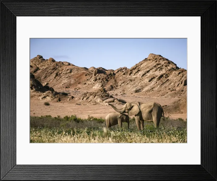 Framed Print : Elephant and calf, Skeleton Coast National Park, Namibia
