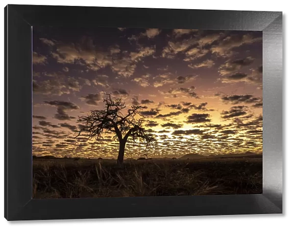 Tree at sunset, Skeleton Coast National Park, Namibia
