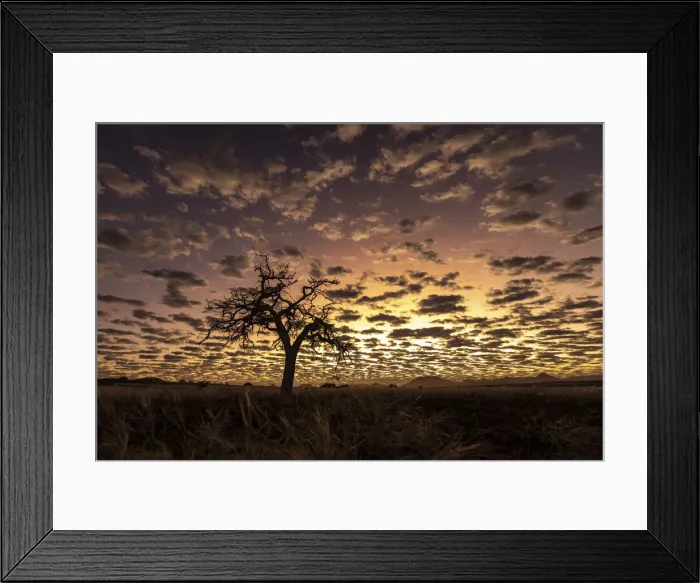Framed Print : Tree at sunset, Skeleton Coast National Park, Namibia Framed Print : Tree at sunset, Skeleton Coast National Park, Namibia