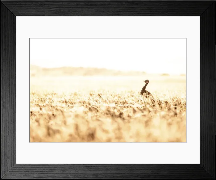 Framed Print : Ruppells Korhaan, Skeleton Coast National Park, Namibia