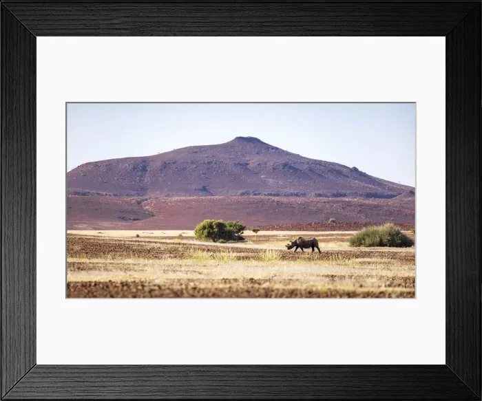 Framed Print : Desert Black Rhino, Damaraland, Namibia Framed Print : Desert Black Rhino, Damaraland, Namibia