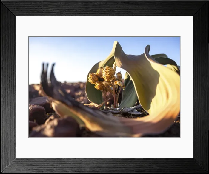 Framed Print : Welwitschia Plant, Damaraland, Namibia Framed Print : Welwitschia Plant, Damaraland, Namibia