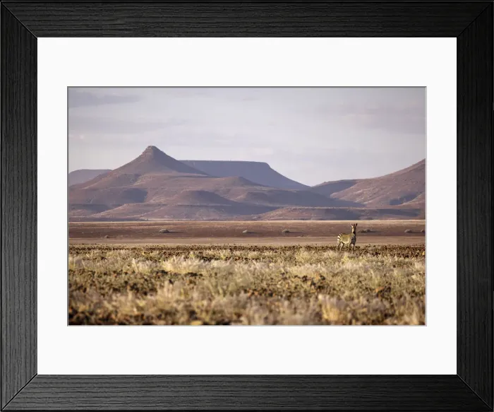 Framed Print : Hartmanns Mountain Zebra, Damaraland, Namibia Framed Print : Hartmanns Mountain Zebra, Damaraland, Namibia