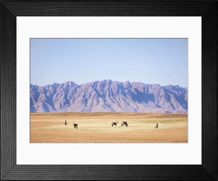 Framed Print : Oryx herd, Sossusvlei, Naukluft National Park, Namibia Framed Print : Oryx herd, Sossusvlei, Naukluft National Park, Namibia