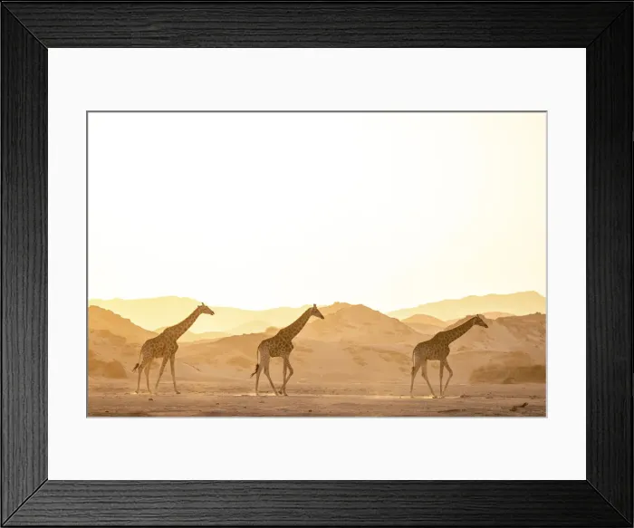 Framed Print : Giraffe, Skeleton Coast National Park, Namibia