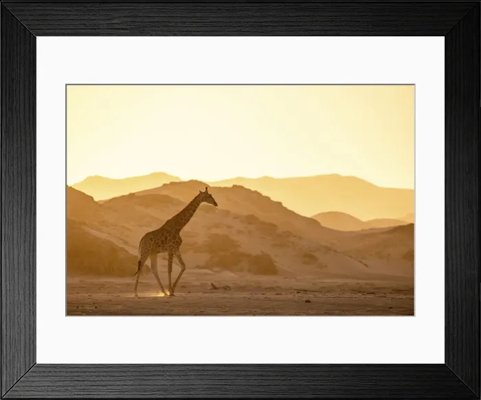 Framed Print : Giraffe, Skeleton Coast National Park, Namibia Framed Print : Giraffe, Skeleton Coast National Park, Namibia