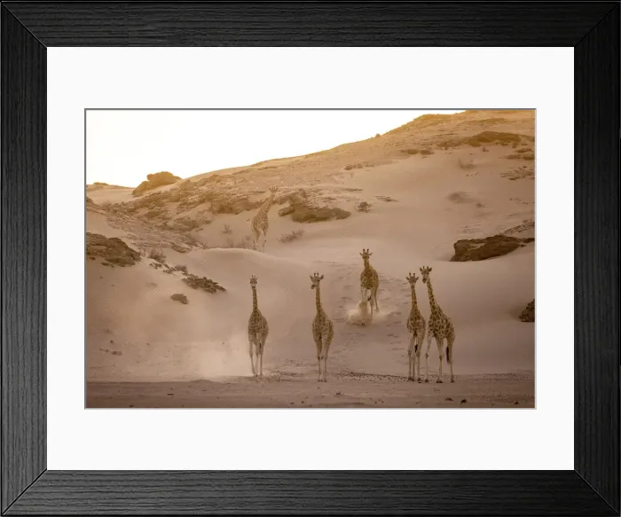 Framed Print : Giraffe herd, Skeleton Coast National Park, Namibia Framed Print : Giraffe herd, Skeleton Coast National Park, Namibia
