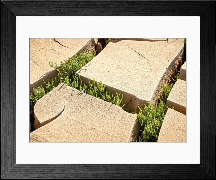 Framed Print : Mud Cracks with green growth, Skeleton Coast National Park, Namibia Framed Print : Mud Cracks with green growth, Skeleton Coast National Park, Namibia