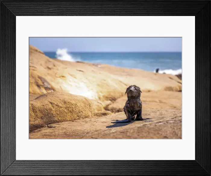 Framed Print : Cape Fur Seal pup, Skeleton Coast National Park, Namibia Framed Print : Cape Fur Seal pup, Skeleton Coast National Park, Namibia