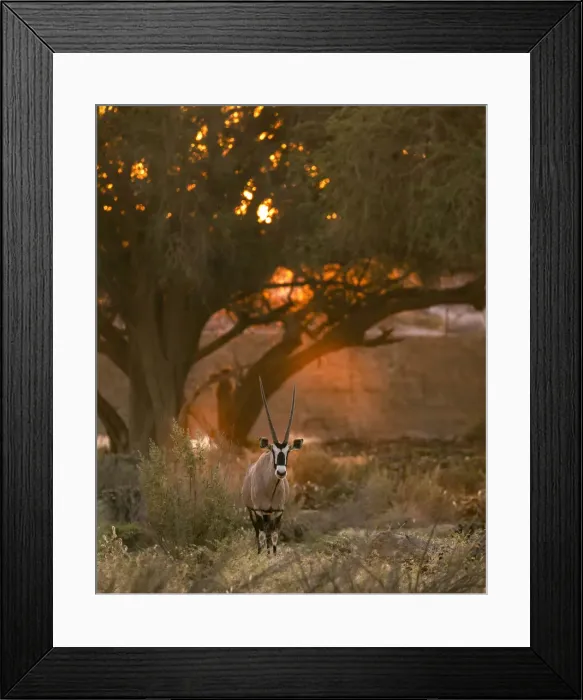 Framed Print : Oryx, Skeleton Coast National Park, Namibia Framed Print : Oryx, Skeleton Coast National Park, Namibia