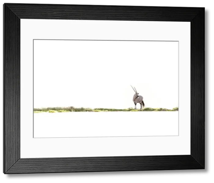 Framed Print : Oryx, Skeleton Coast National Park, Namibia Framed Print : Oryx, Skeleton Coast National Park, Namibia