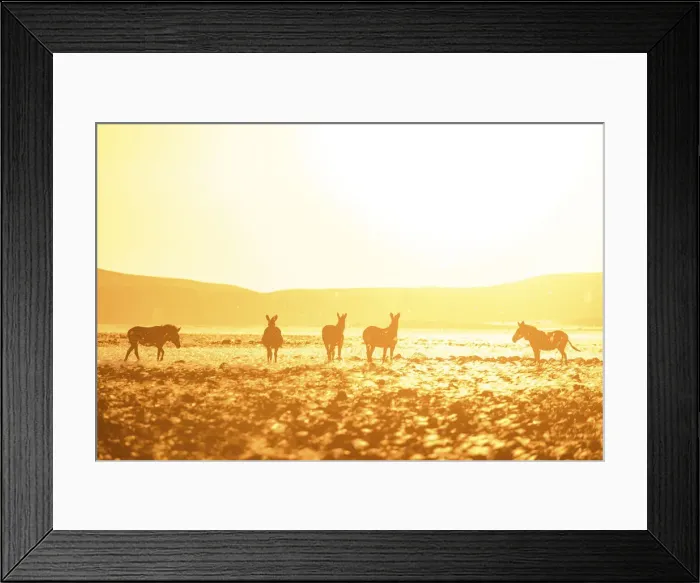 Framed Print : Hartmanns Mountain Zebra, Damaraland, Namibia Framed Print : Hartmanns Mountain Zebra, Damaraland, Namibia