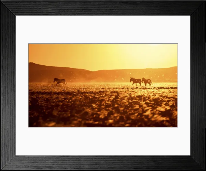 Framed Print : Hartmanns Mountain Zebra, Damaraland, Namibia Framed Print : Hartmanns Mountain Zebra, Damaraland, Namibia