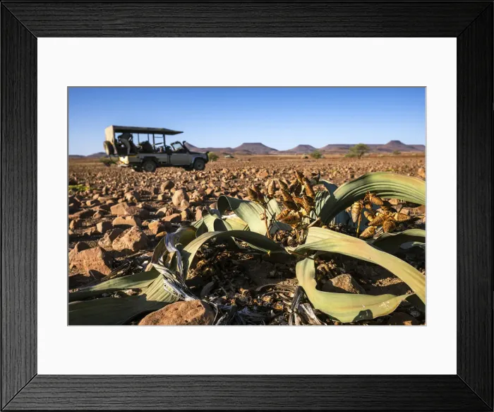 Framed Print : Welwitschia Plant, Damaraland, Namibia Framed Print : Welwitschia Plant, Damaraland, Namibia