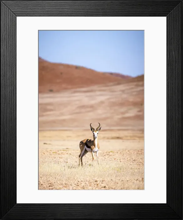 Framed Print : Springbok, Damaraland, Namibia Framed Print : Springbok, Damaraland, Namibia
