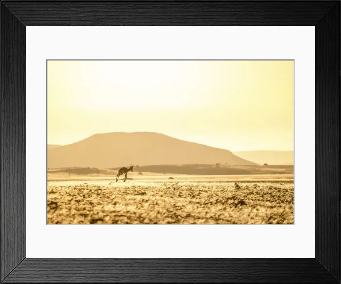 Framed Print : Springbok pronking, Damaraland, Namibia Framed Print : Springbok pronking, Damaraland, Namibia