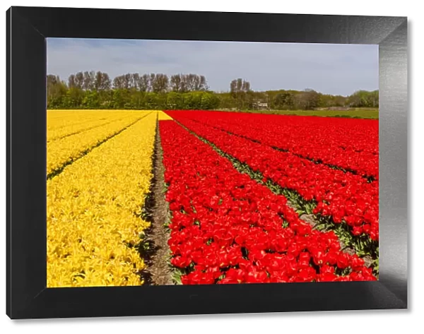 Red and Yellow Tulip Field, Lisse, Holland, Netherlands