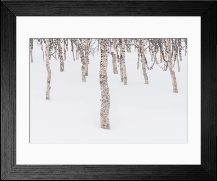 Framed Print : Birch Trees in Snow, Senja, Norway Framed Print : Birch Trees in Snow, Senja, Norway