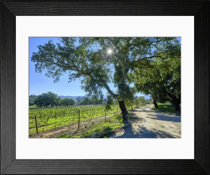 Framed Print : Vineyards and cork oaks at Quinta de Alcube, a farm with the Solar do Morgado de Alcube, dating back to the XV century. Setubal. Portugal Framed Print : Vineyards and cork oaks at Quinta de Alcube, a farm with the Solar do Morgado de Alcube, dating back to the XV century. Setubal. Portugal