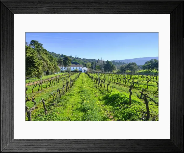 Framed Print : Vineyards at Quinta de Alcube, a farm with the Solar do Morgado de Alcube, dating back to the XV century. Setubal. Portugal Framed Print : Vineyards at Quinta de Alcube, a farm with the Solar do Morgado de Alcube, dating back to the XV century. Setubal. Portugal