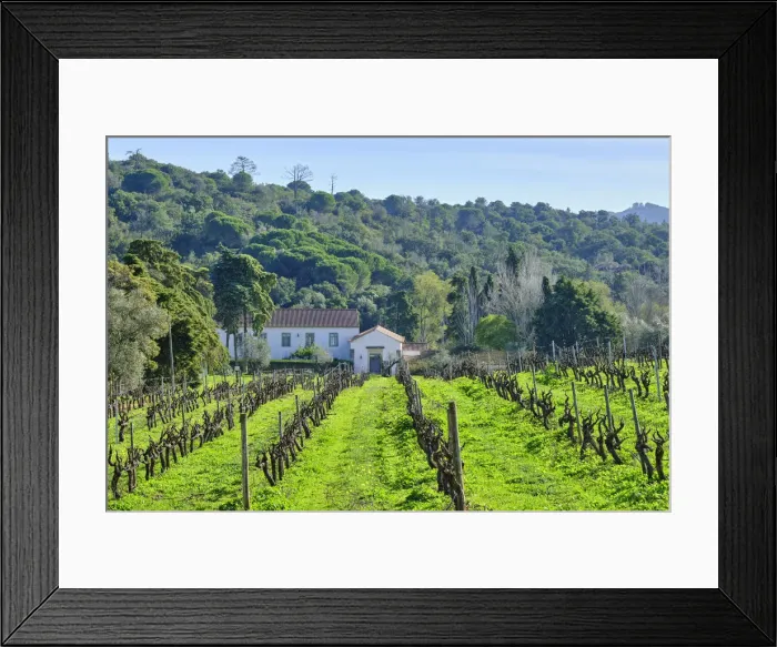Framed Print : Vineyards at Quinta de Alcube, a farm with the Solar do Morgado de Alcube, dating back to the XV century. Setubal. Portugal Framed Print : Vineyards at Quinta de Alcube, a farm with the Solar do Morgado de Alcube, dating back to the XV century. Setubal. Portugal