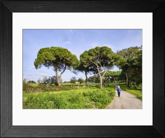 Framed Print : Stone pine trees at Herdade do Zambujal, Palmela. Portugal (MR) Framed Print : Stone pine trees at Herdade do Zambujal, Palmela. Portugal (MR)