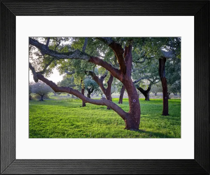 Framed Print : Cork oaks in Palmela. Portugal is the worlds biggest producer of cork. The tree is marked with the last number of the year in which the cork was harvested. In these trees the number 0 indicates that the cork was harvested in 2020 Framed Print : Cork oaks in Palmela. Portugal is the worlds biggest producer of cork. The tree is marked with the last number of the year in which the cork was harvested. In these trees the number 0 indicates that the cork was harvested in 2020