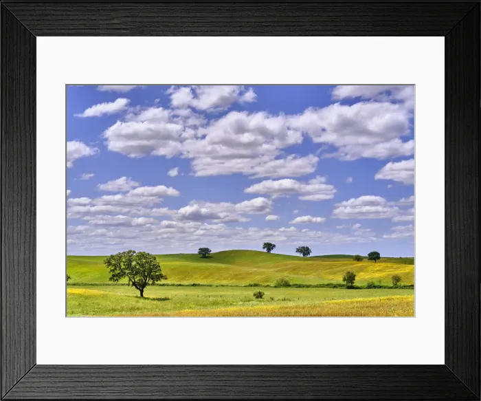 Framed Print : Cork oaks at Ourique, Alentejo. Portugal is the worlds biggest producer of cork Framed Print : Cork oaks at Ourique, Alentejo. Portugal is the worlds biggest producer of cork