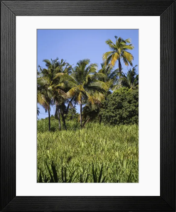Framed Print : France, Reunion Island, Sainte Marie, Palm trees Framed Print : France, Reunion Island, Sainte Marie, Palm trees